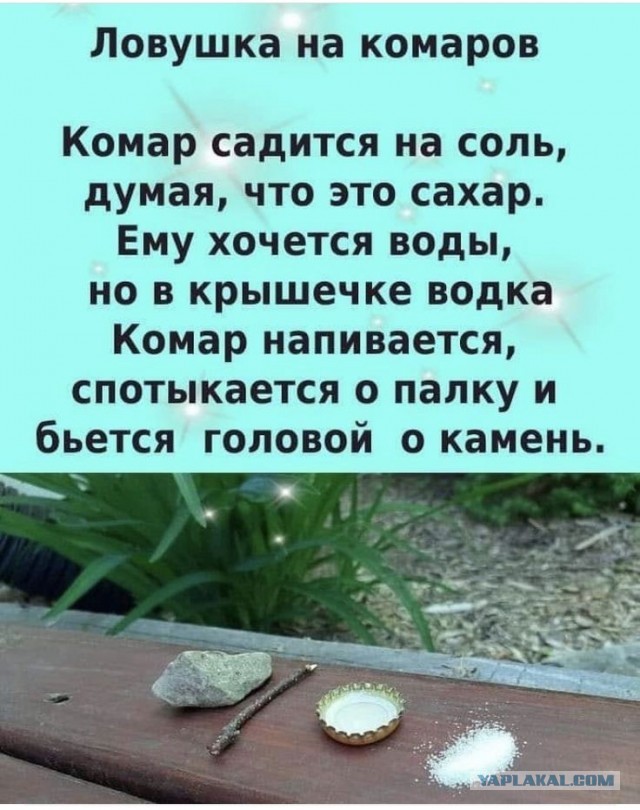 Ученые создали эффективное натуральное средство против комаров