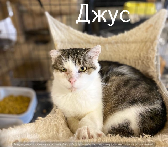 Жизнь домашнего приюта "Котоленд" 546
