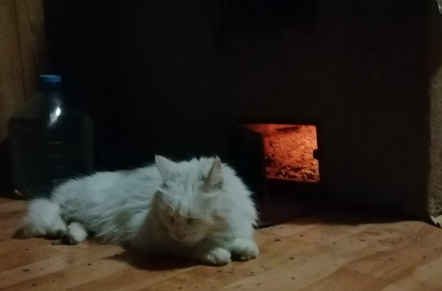 Котовторник