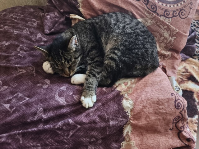 Котовторник. Моё зверьё