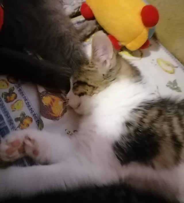 Котят кому? В хорошие руки.