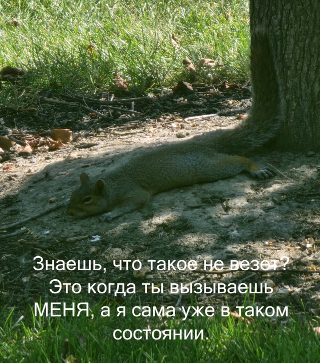Вы думаете белкам к вам приходить легко?