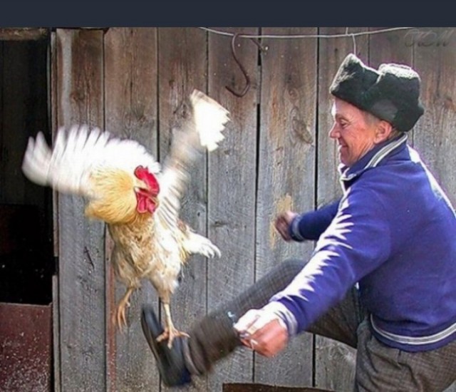 Кстати, о птичках
