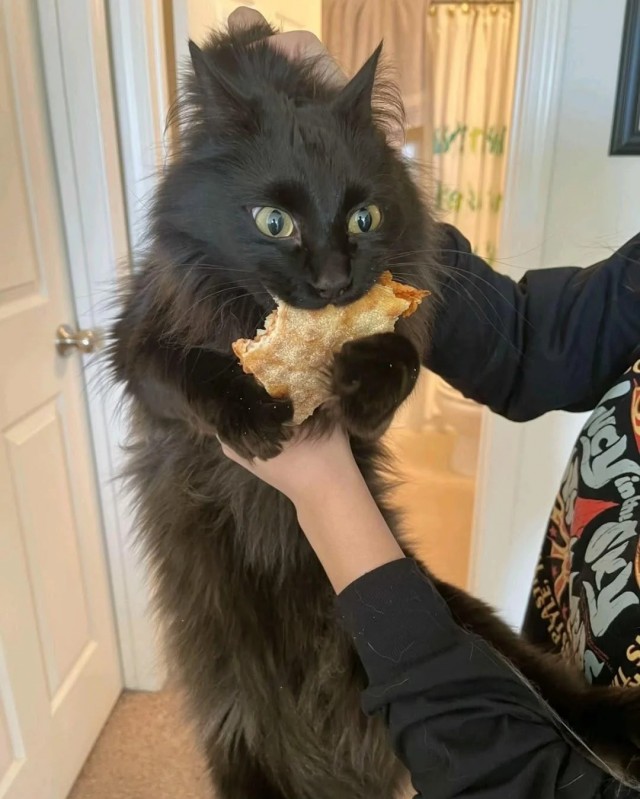 К котовторнику.