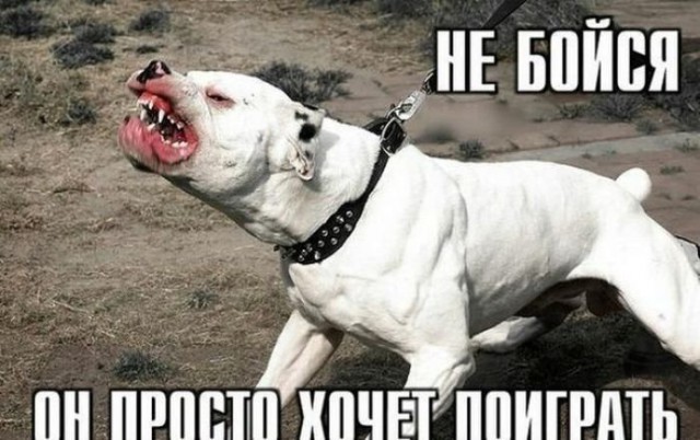 Тибетский мастиф атакует женщину