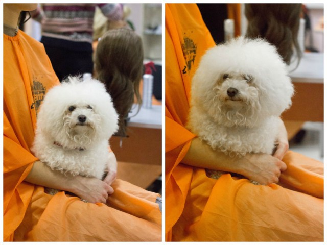 О, my dog