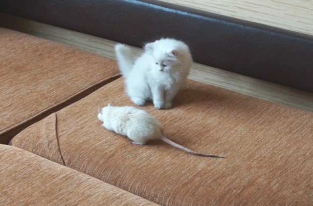 Котовторник 25.02.2014