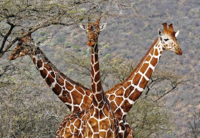 Подборка забавных и курьезных фотографий