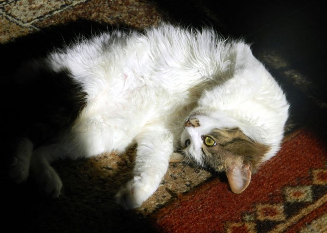 Котовторник 05.03.13