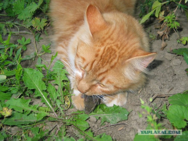 Котовторник 01.04.2014