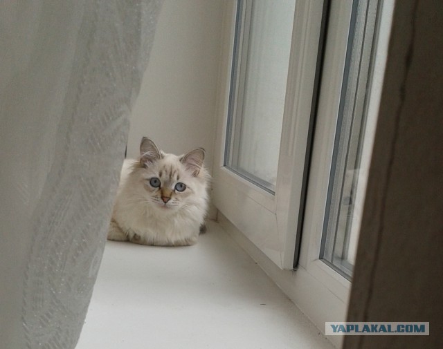 Котовторник  08.04.2014