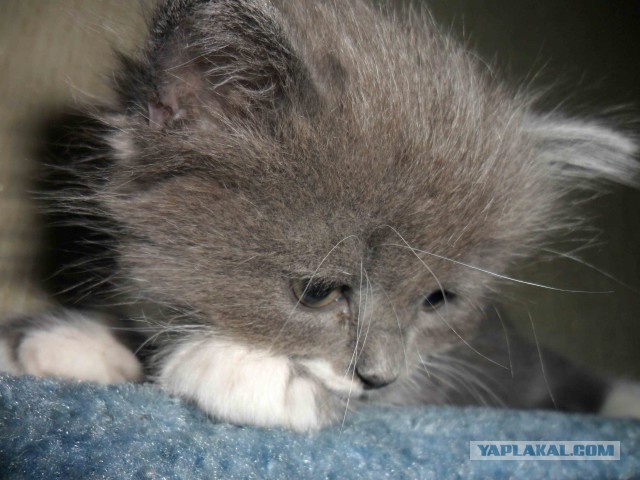 Котовторник   15.04.2014