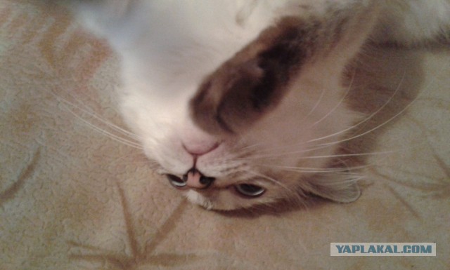 Котовторник 09.09.2014