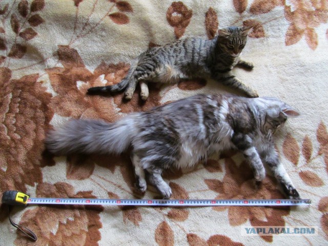 Кот попросил себя сфотографировать для Яп