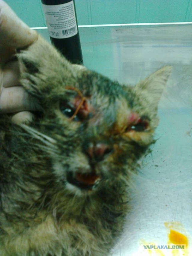 Ветеринар спас котенка