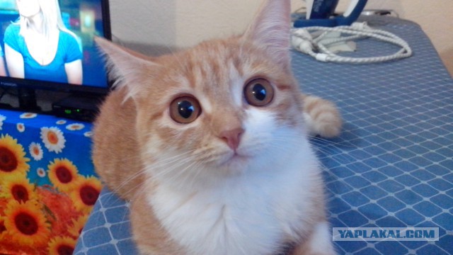 Котовторник 04.11.2014