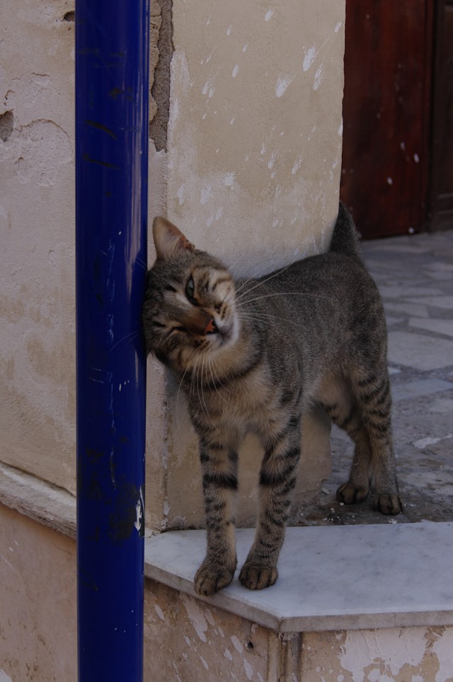 Котовторник 11.11.2014