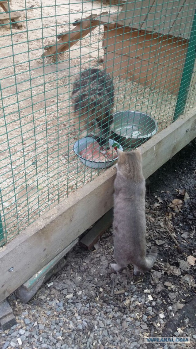 Сторожевой кот