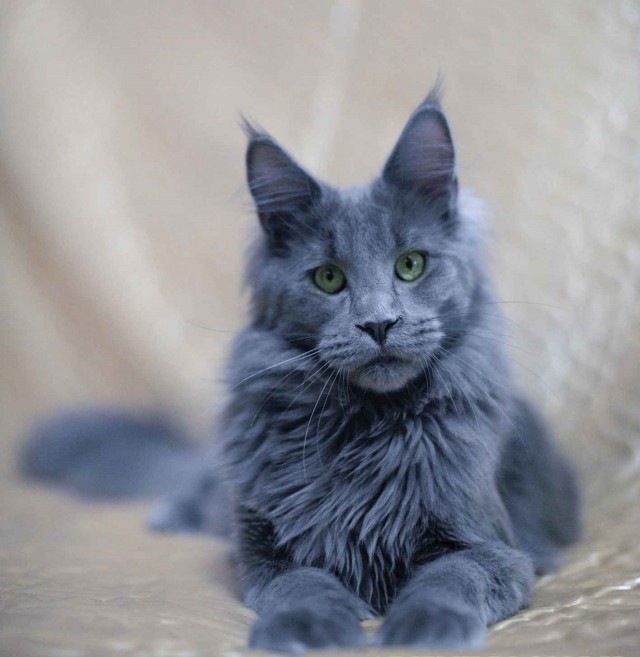 Котовторник 16.12.2014