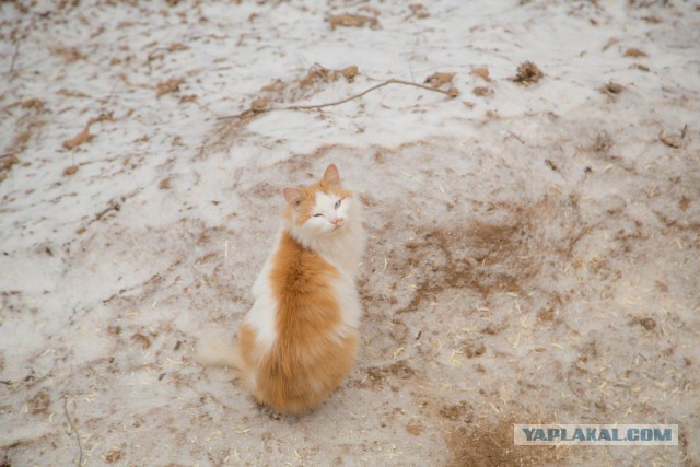 Котовторник