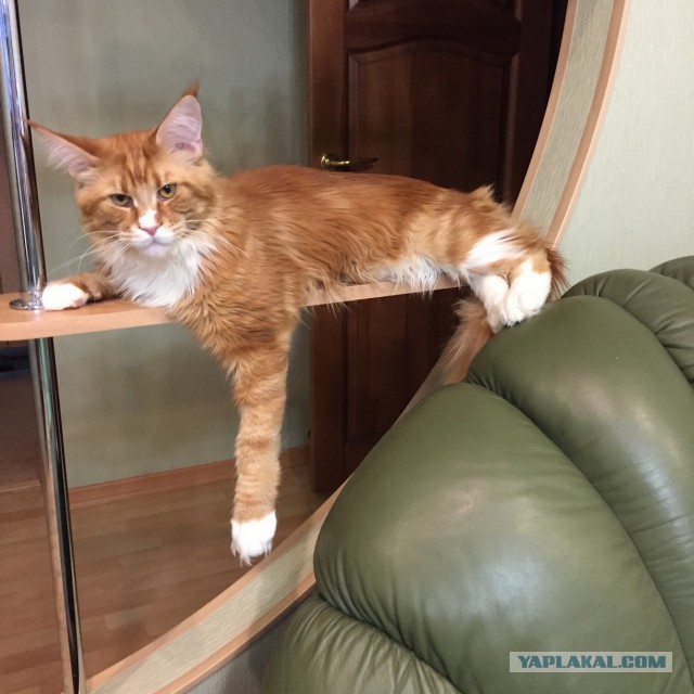 Котовторник