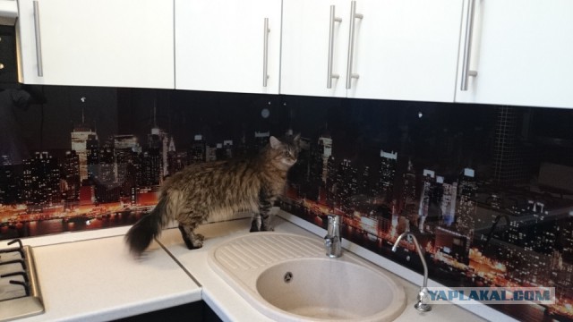 Ремонт в кухне