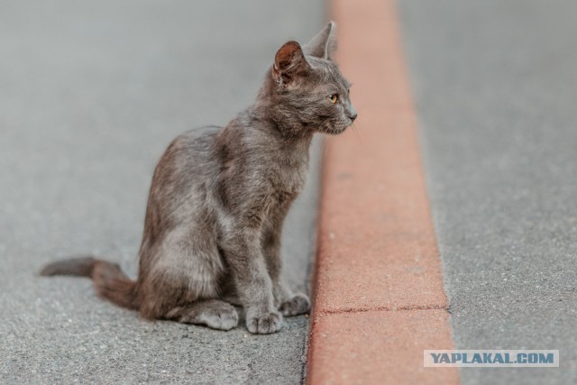 Котовторник 18.08.2015