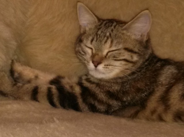 Котовторник