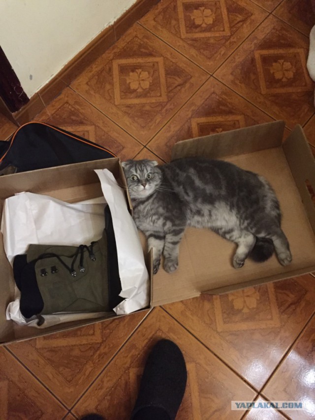 Котовторник
