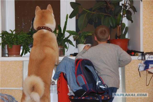 Собакочетверг же, ау!