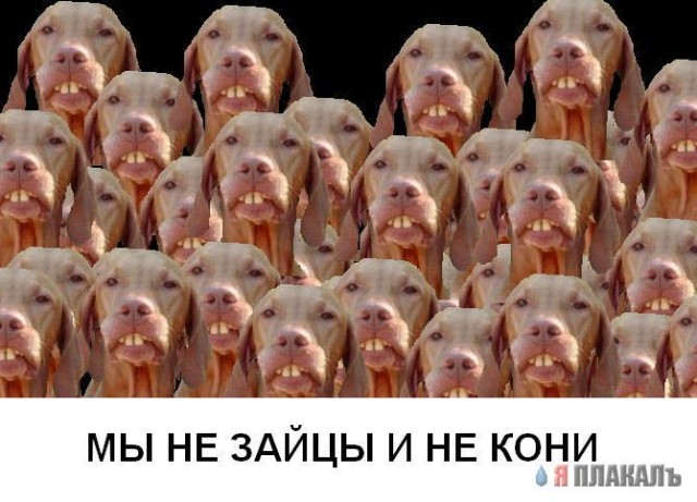 СОБАКИ и ЩЕНКИ. Все про собак!