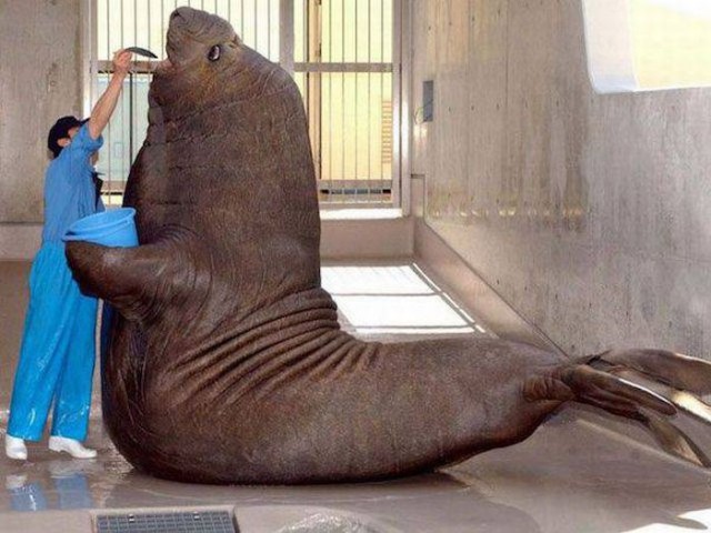 Весёлые картинки