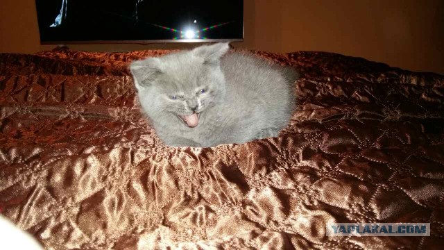 Котовторник 24.01.2017