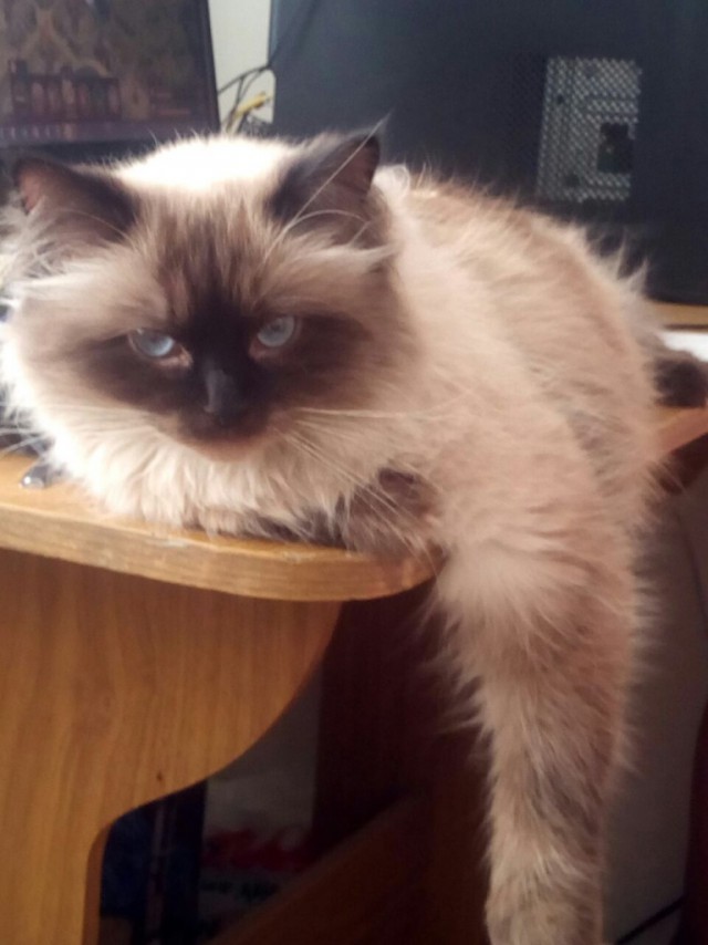 Коты и Кошки