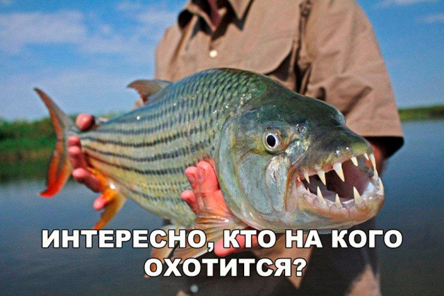 Подборка безудержного веселья