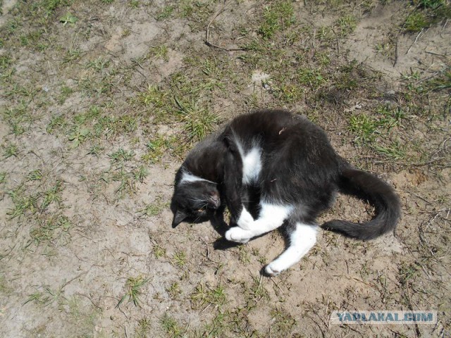Жизнь домашнего приюта для котеек 165