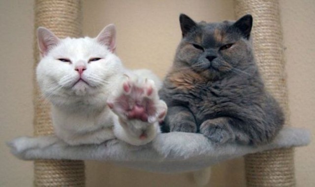 Коты и Кошки