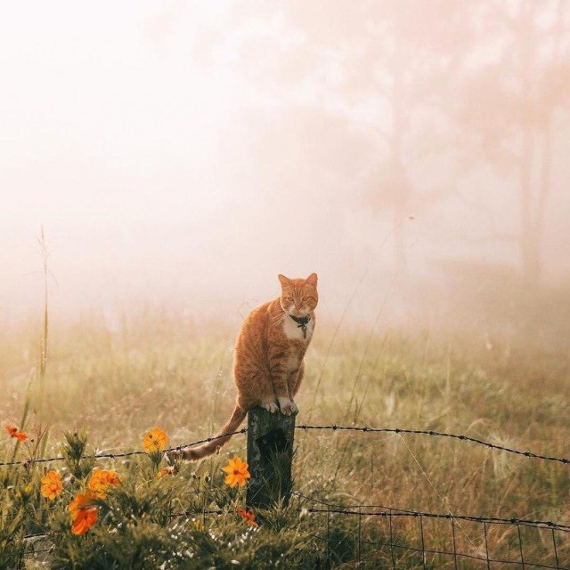 Коты и Кошки