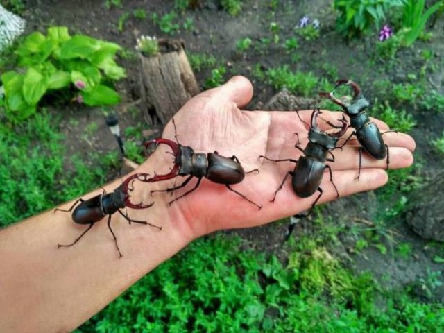 Живность из сети