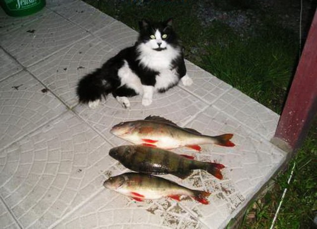 Коты и Кошки