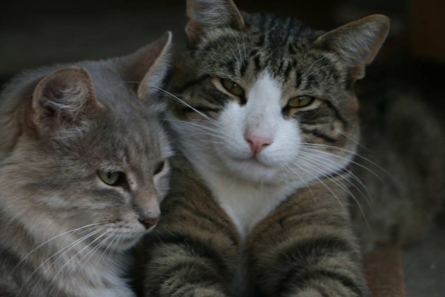 Коты и Кошки