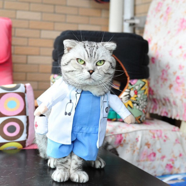 Коты и Кошки