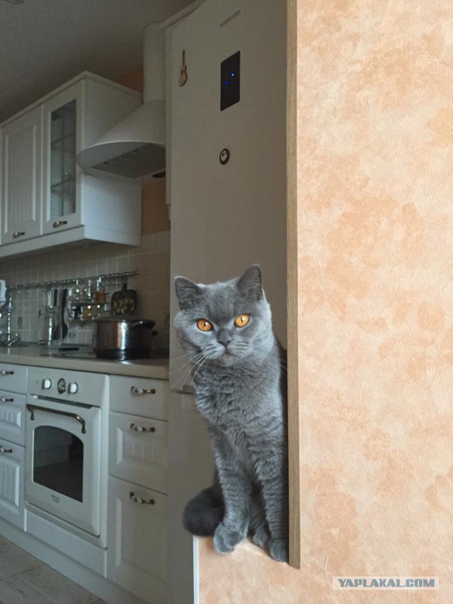 Котовторник 27.02.2018 наступил!