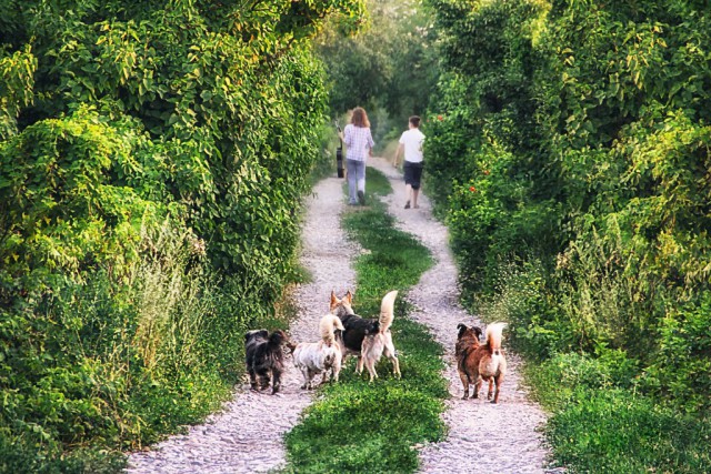 В Красноярске во дворе школы стая собак напала на 9-летнюю девочку
