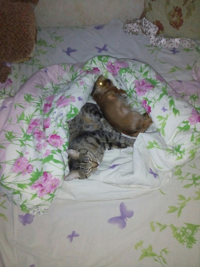 Котовторник