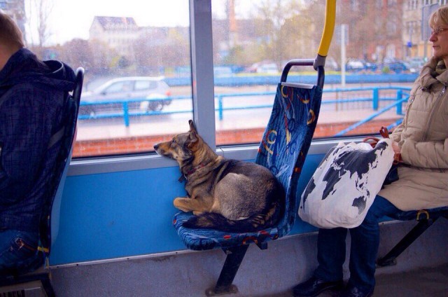 Живность из сети