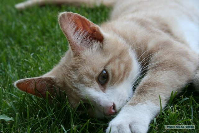 УРРААА ! Котовторник на ЯПлакалъ !