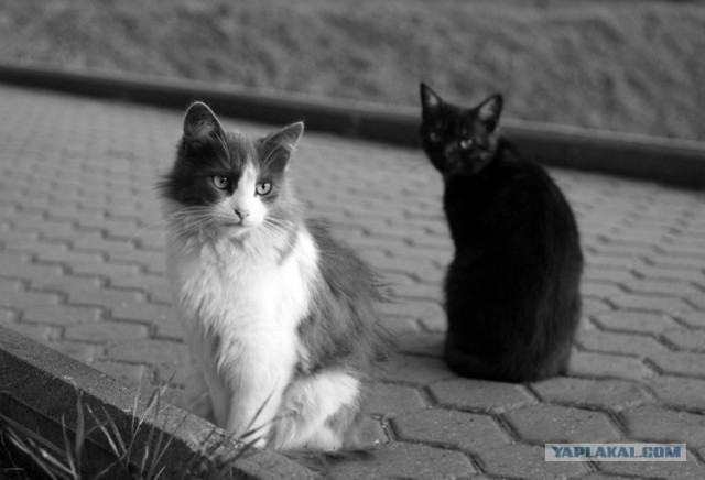 Котовторник (16.09.08)