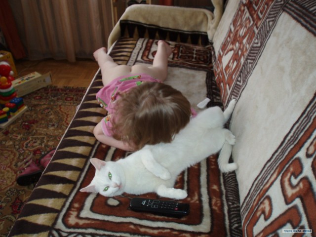 Котовторник стартует