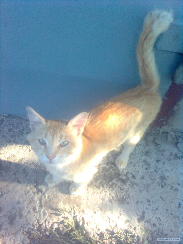 Котовторник в "КотоГетто"